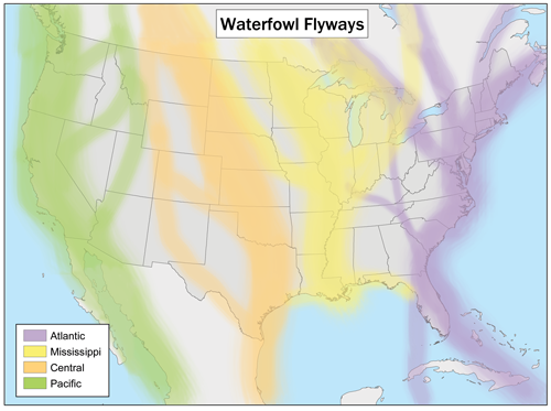 Atlantic Flyway